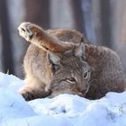 Katzenwäsche im Schnee