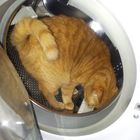 Katzen~Wäsche~mal ganz anders~ 