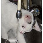 Katzenwaschtag