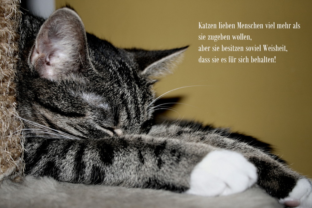 Katzenweisheiten! Foto & Bild tiere, haustiere, katzen Bilder auf