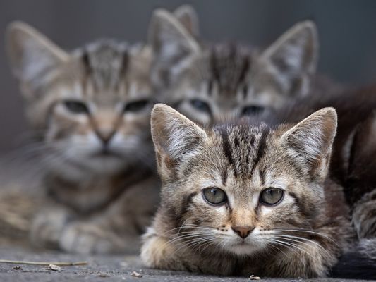 Katzenwelpen auf dem Bauernhof