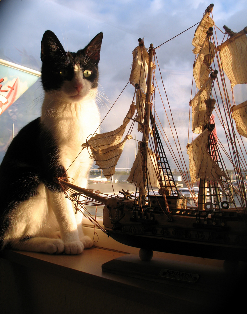 Katzenwindjammer