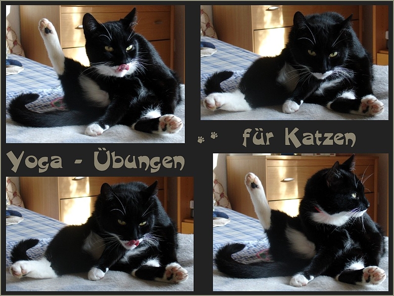 Katzenyoga