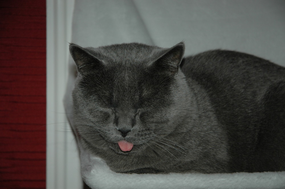 katzenzunge Foto & Bild tiere, haustiere, katzen Bilder auf