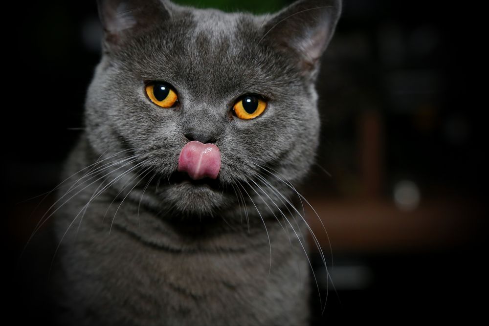 Katzenzunge Foto & Bild katze, tiere, freihand Bilder auf