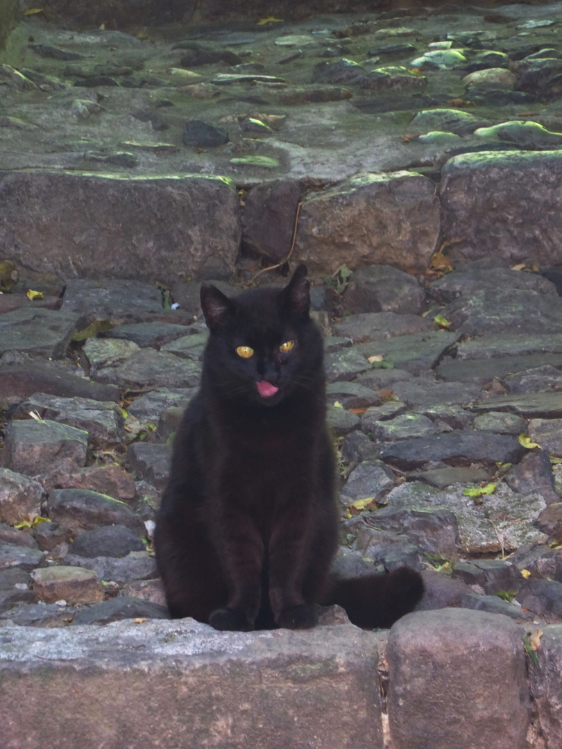 Katzenzunge zum Katzenkleid passend