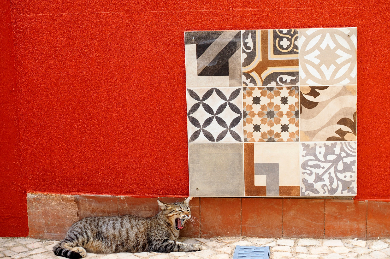 Katze:portugiesisch