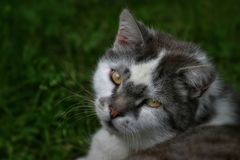 "Katzer'l und der weichmacher Blick"