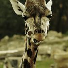 kauende Giraffe