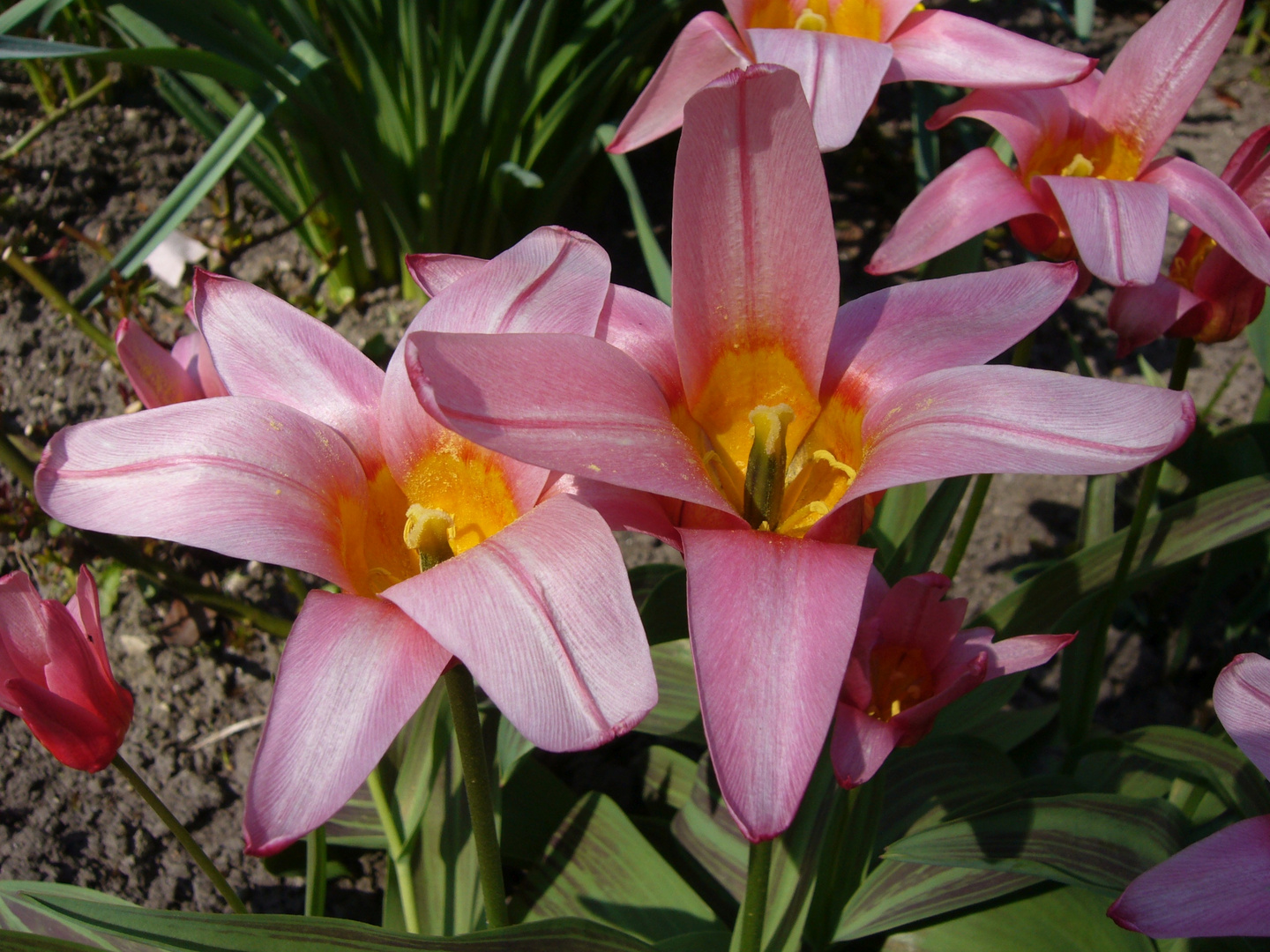 Kaufmanniana-Tulpen - nicht ganz so häufig zu sehen!