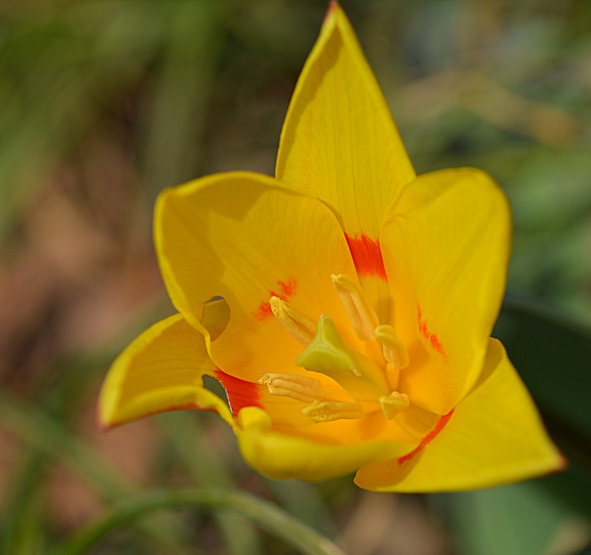 Kaufmanns Tulpe