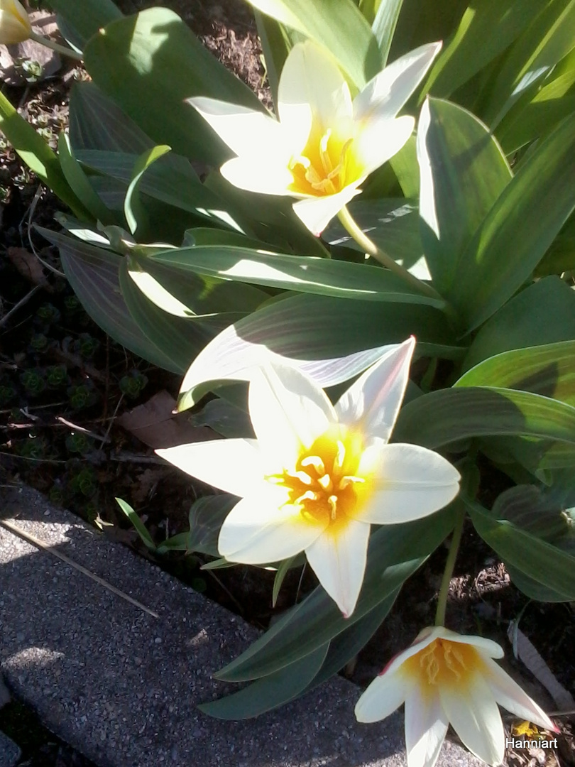 Kaufmanns Tulpe