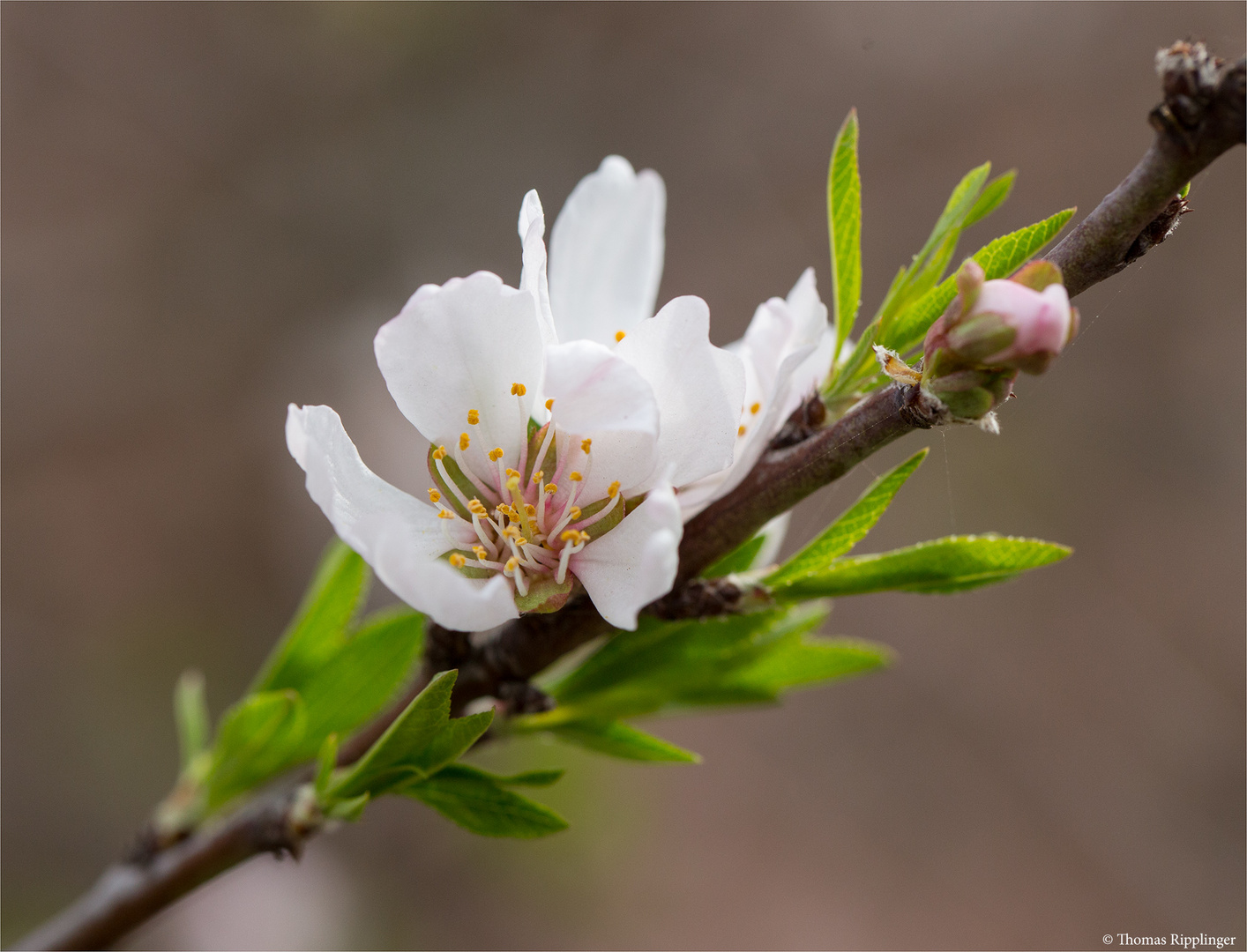 Kaukasische Mandel (Prunus fenzliana).