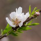 Kaukasische Mandel (Prunus fenzliana).