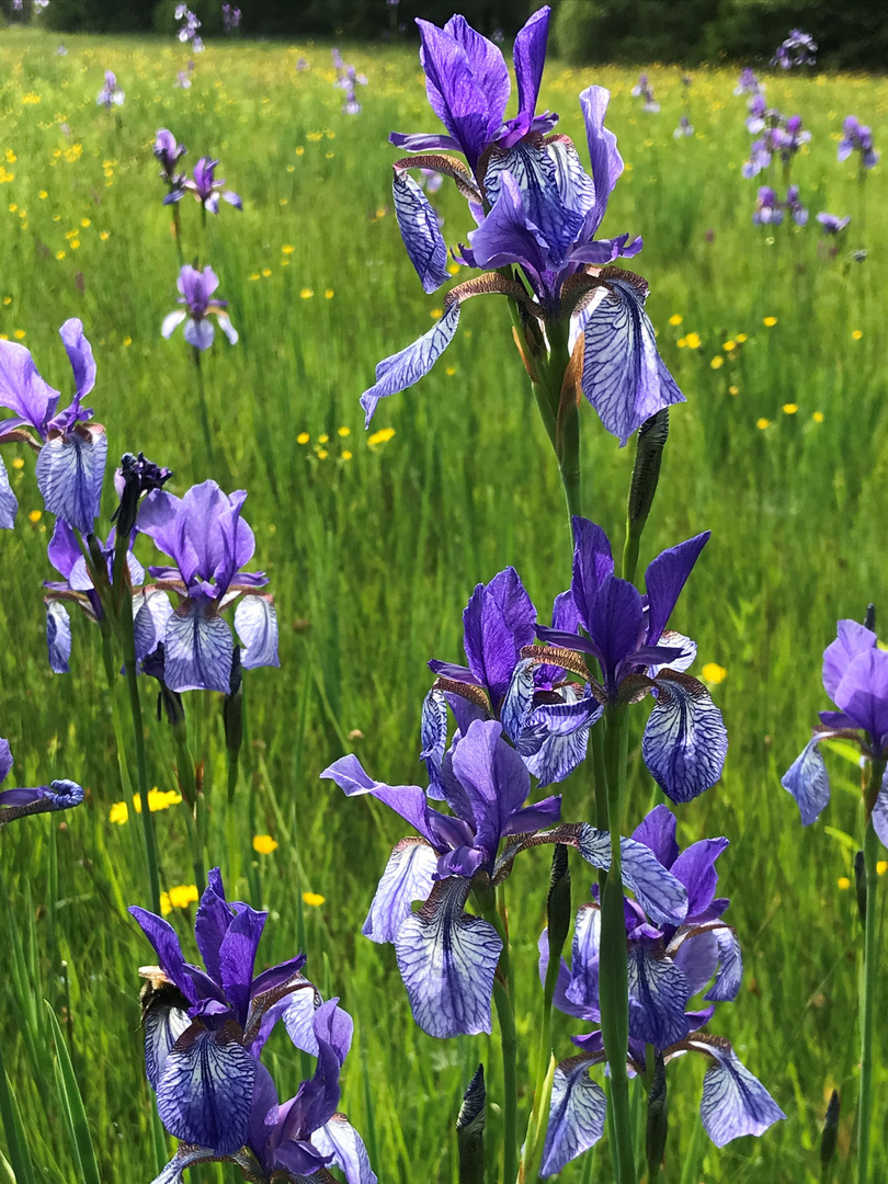 Kaukasische Schwerlilien