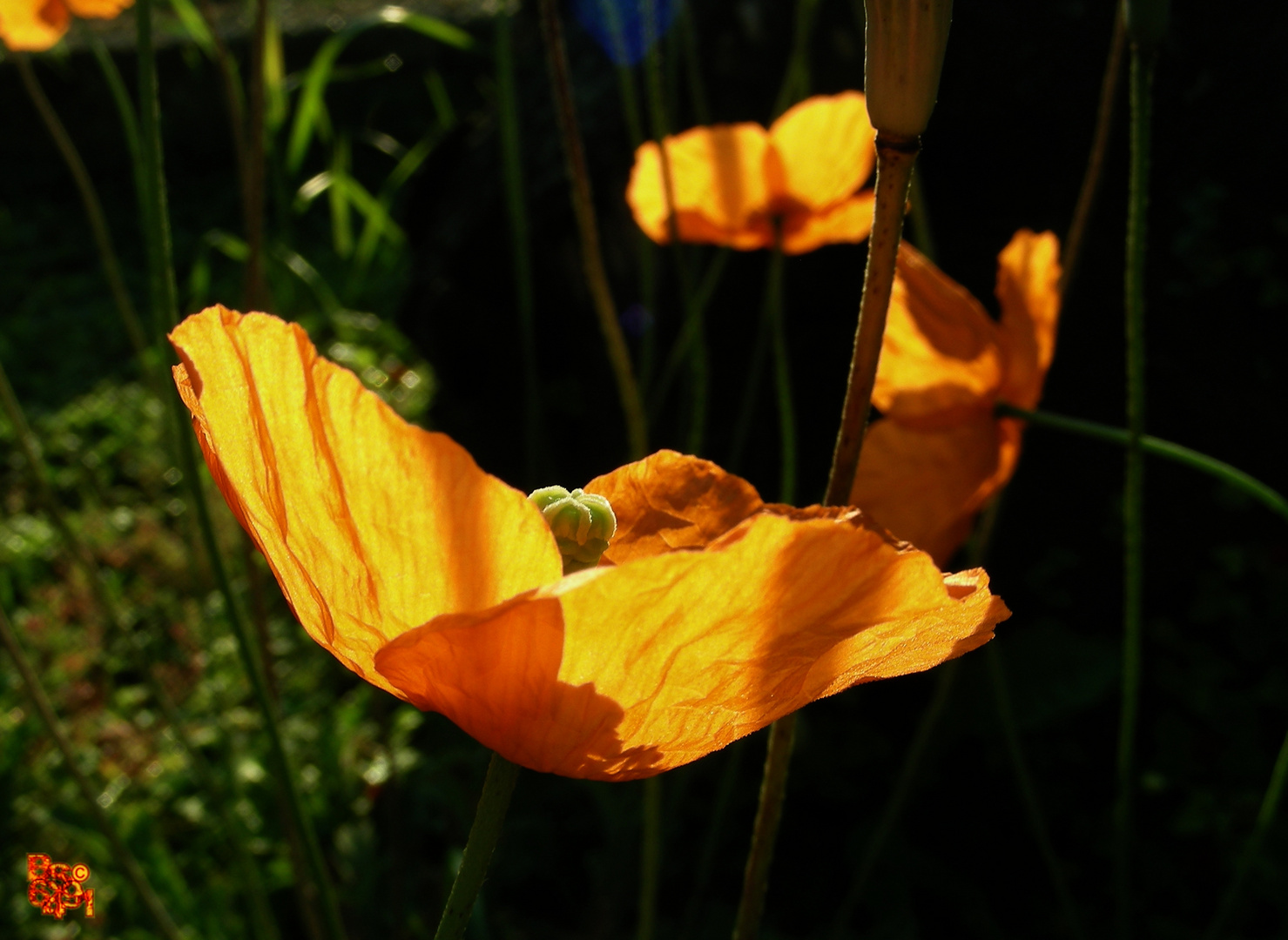 Kaukasischer Mohn ...