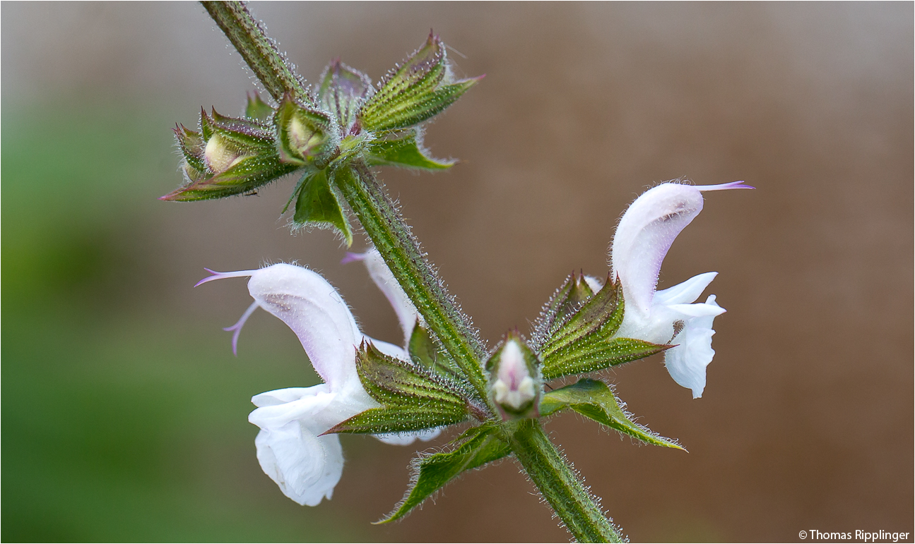 Kaukasischer Salbei (Salvia transcaucas)...