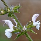 Kaukasischer Salbei (Salvia transcaucas)...