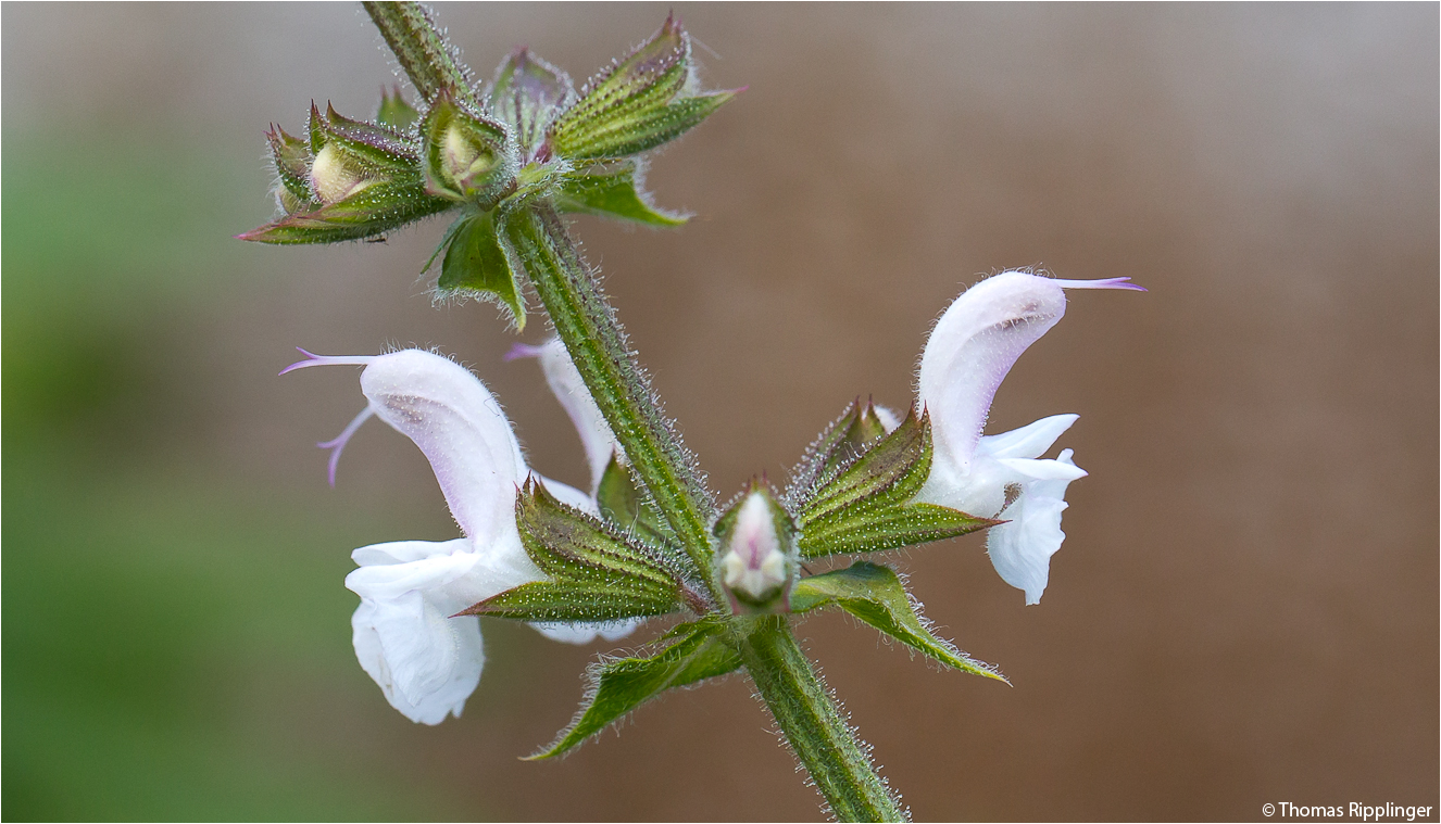 Kaukasischer Salbei (Salvia transcaucas)