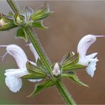 Kaukasischer Salbei (Salvia transcaucas)