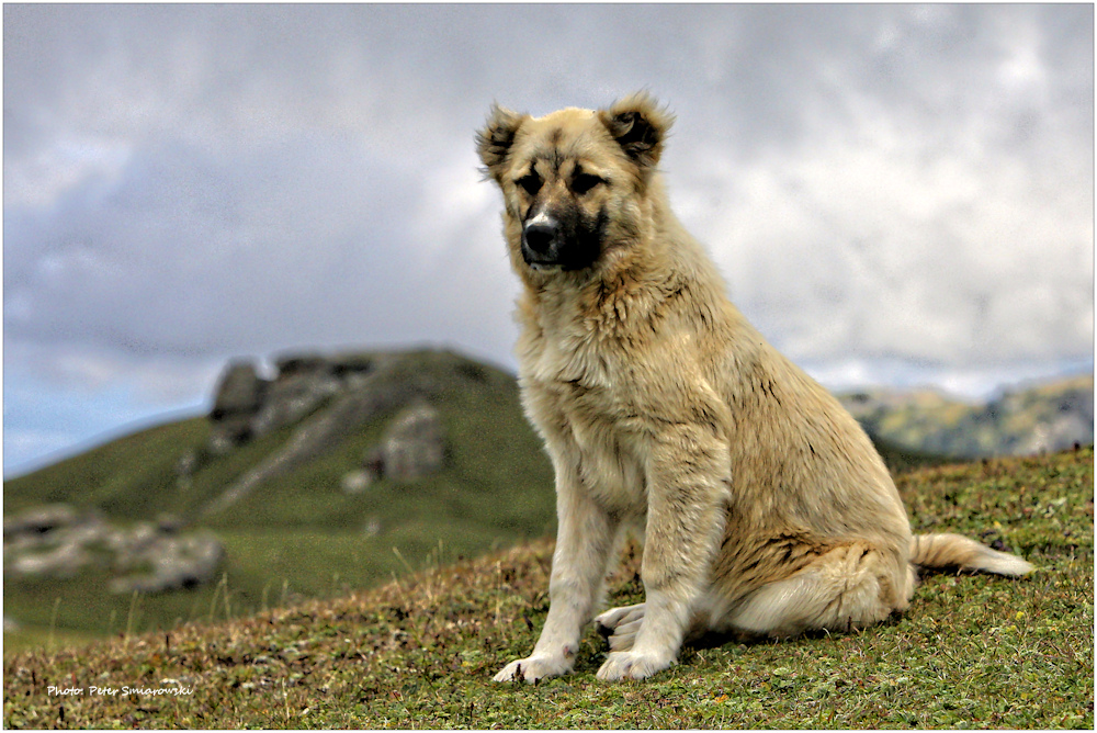 Kaukasischer Wachhund Foto &amp; Bild world, hund, gebirge