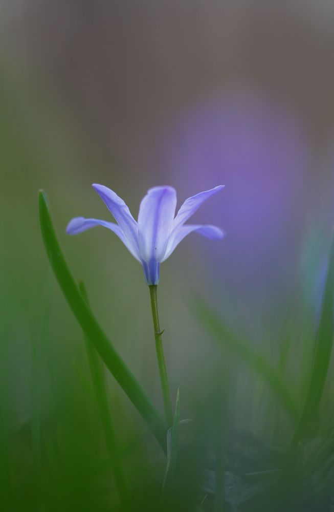 Kaukasisches Blausternchen