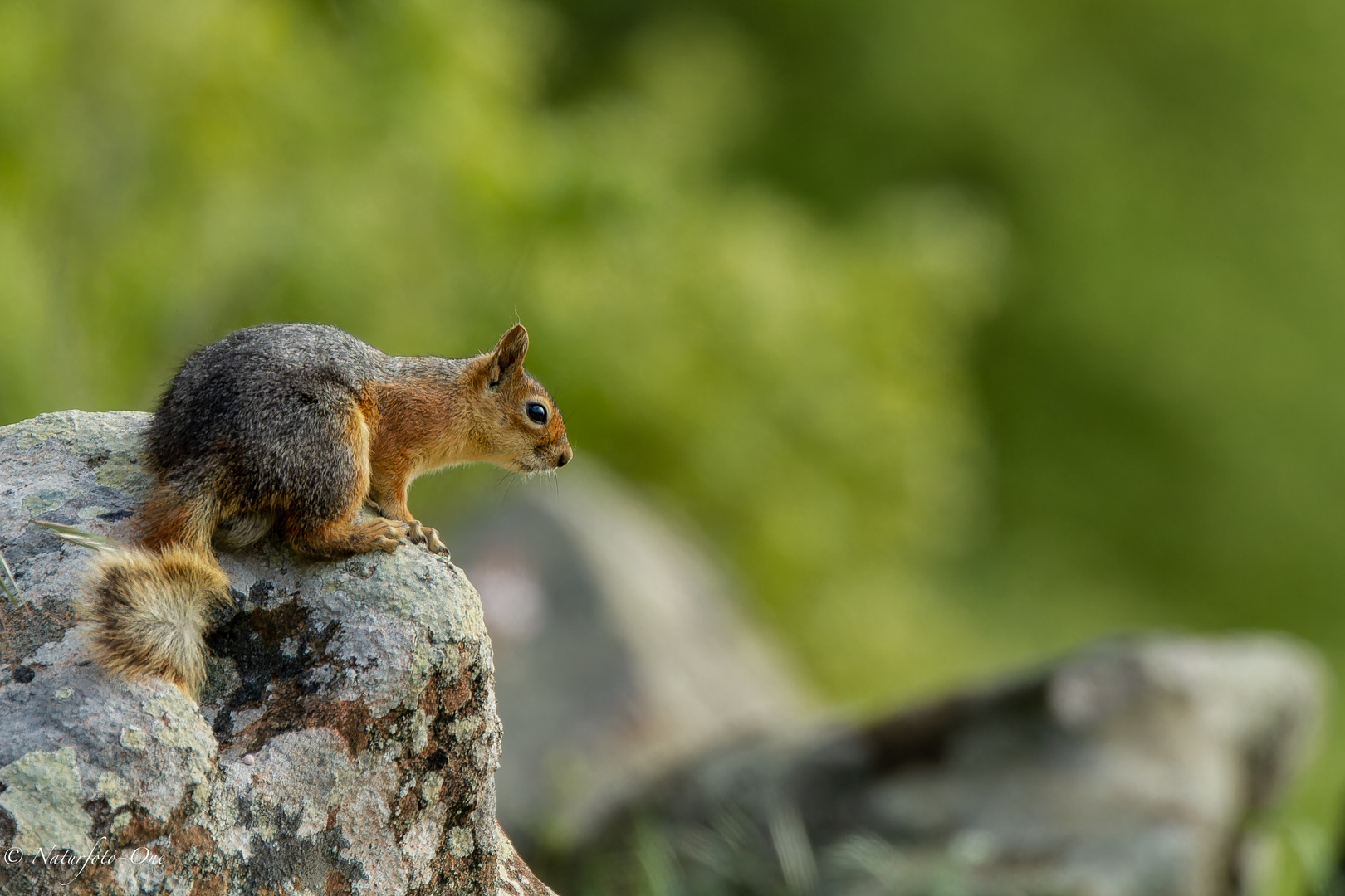 Kaukasisches Eichhörnchen  ( Sciurus anomalus )