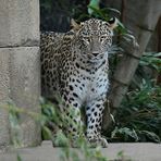 *Kaukasus - Leopard*