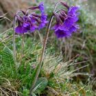 Kaukasus-Primel (Primula amoena)