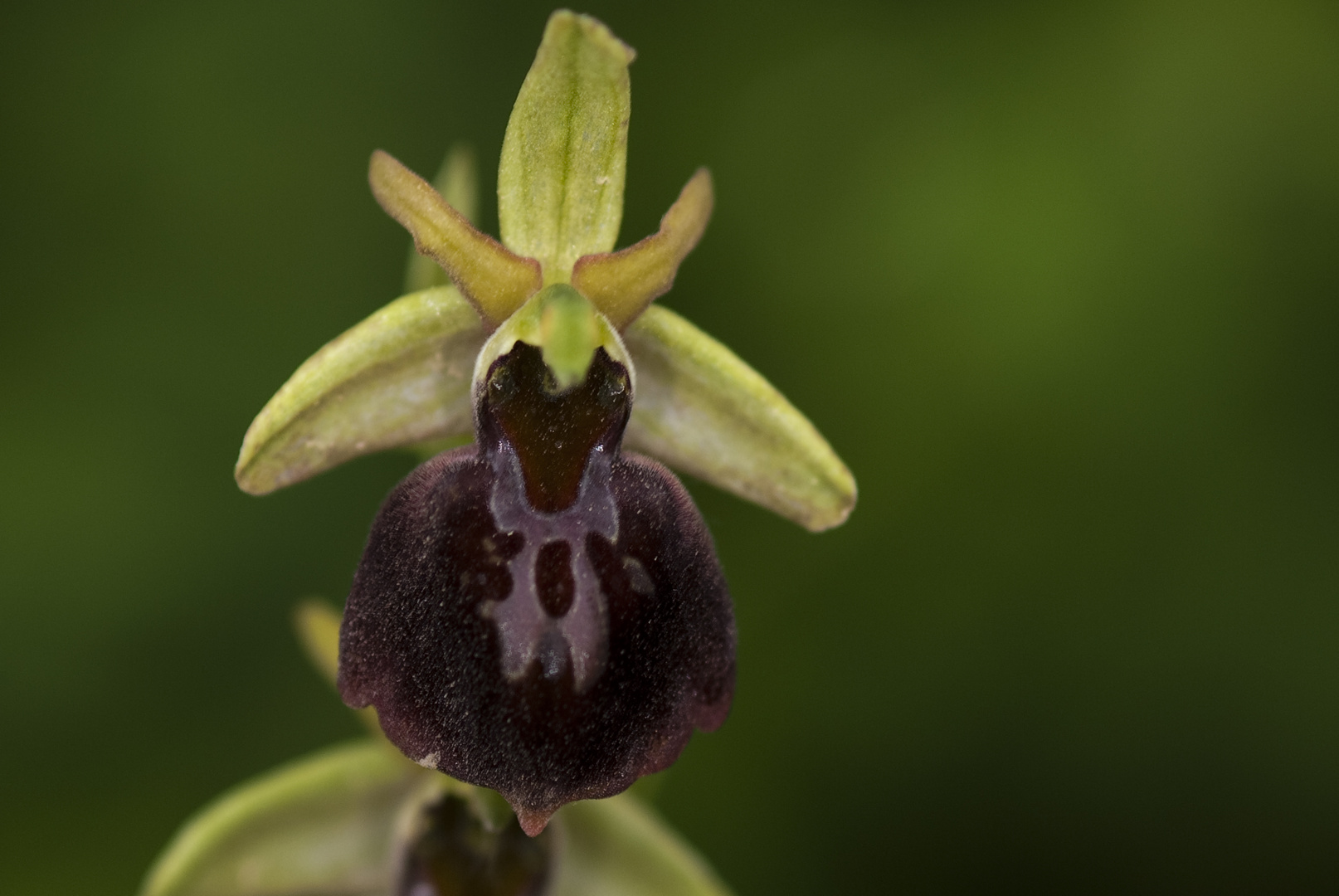 Kaukasus-Ragwurz (Ophrys caucasica)