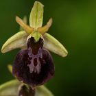 Kaukasus-Ragwurz (Ophrys caucasica)