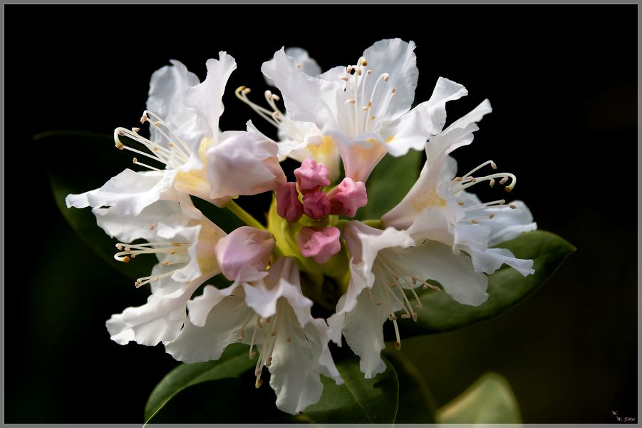 Kaukasus-Rhododentdron