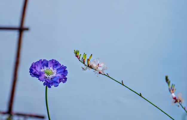 Kaukasus Skabiose und Prachtscharten