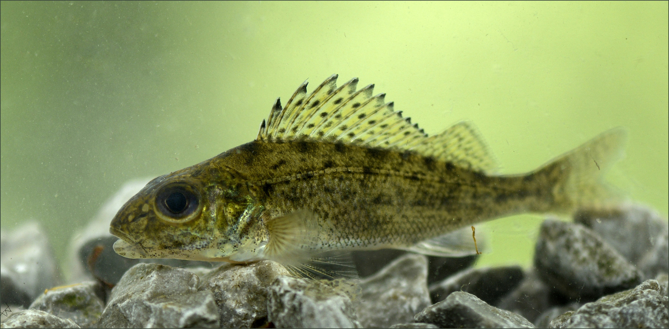 Kaulbarsch Foto & Bild tiere, wildlife, fische Bilder auf