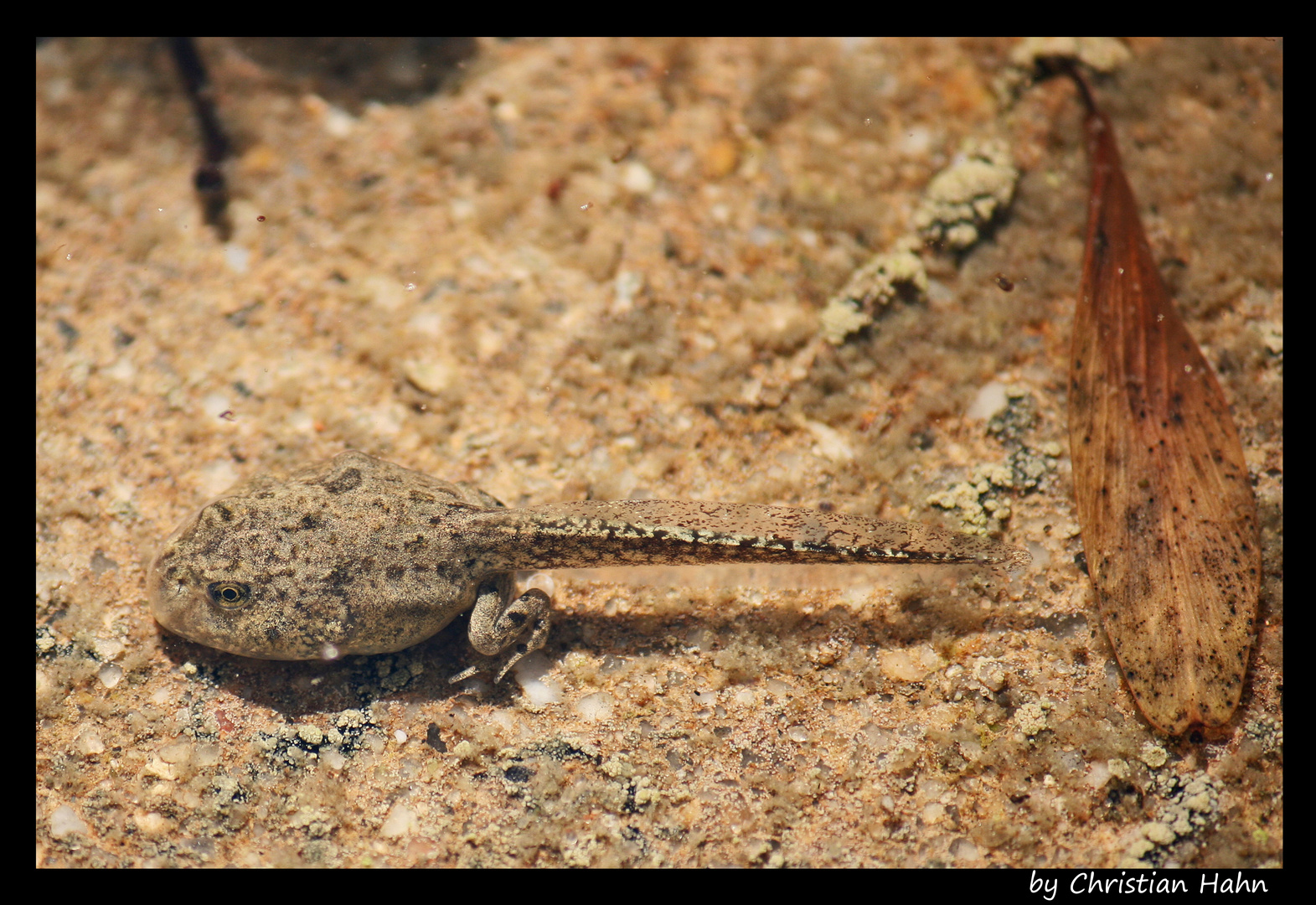Kaulquappe Foto & Bild tiere, wildlife, amphibien & reptilien Bilder