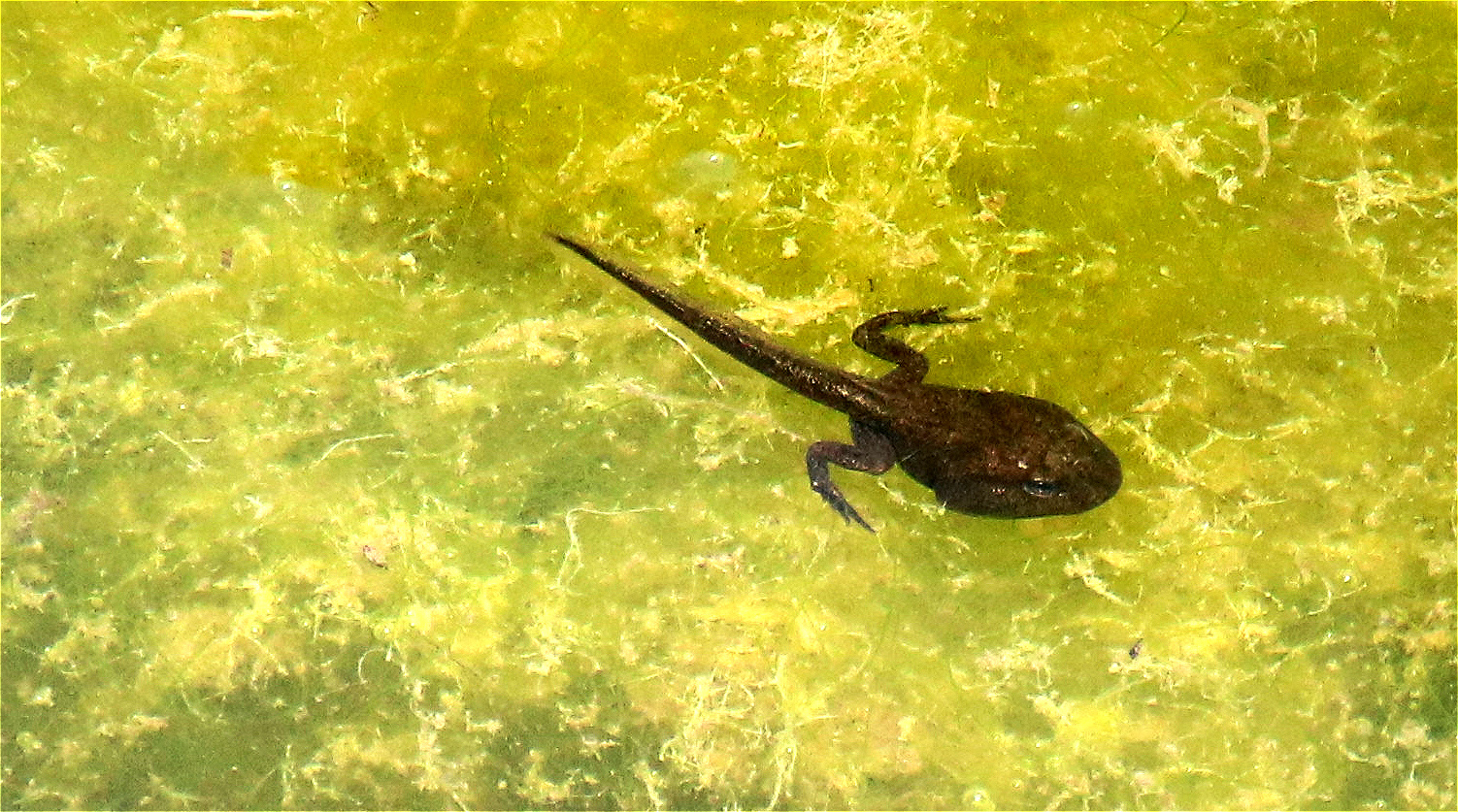 Kaulquappe Foto & Bild mai, wasser, frühling Bilder auf