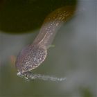 Kaulquappe des Grasfrosches ("unser" Stadium 10) lutscht an Zuckmückenlarvenhülle