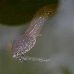 Kaulquappe des Grasfrosches ("unser" Stadium 10) lutscht an Zuckmückenlarvenhülle