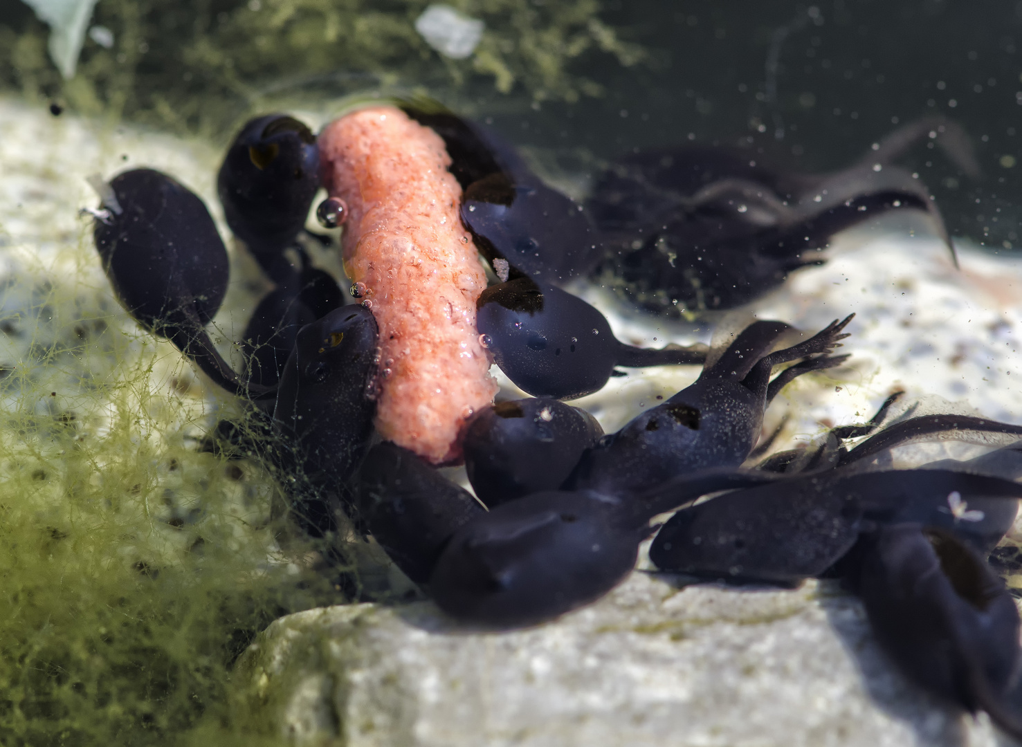 Kaulquappen fressen Fischfutter