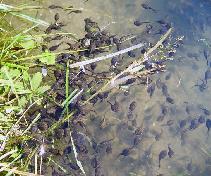 Kaulquappen im Biotop