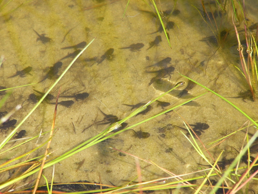 Kaulquappen in neu angelegtem Biotopteich