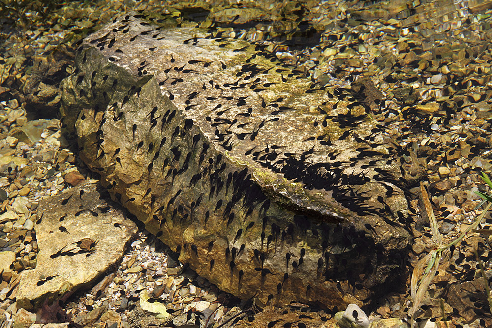 kaulquappen (tadpoles) am syri i kalter ("blaues auge")