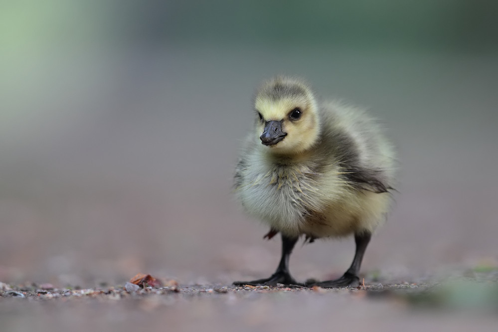 Kaum auf der Welt, da hab' ich schon Rücken!