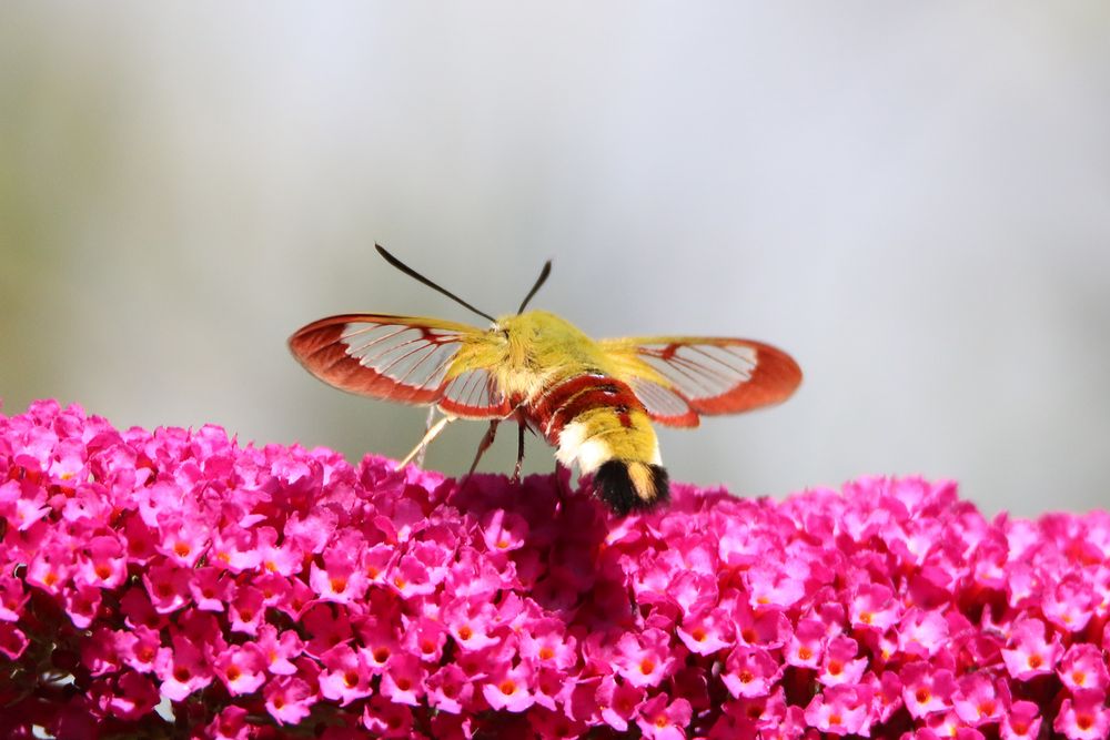 Kaum blüht der Sommerflieder 