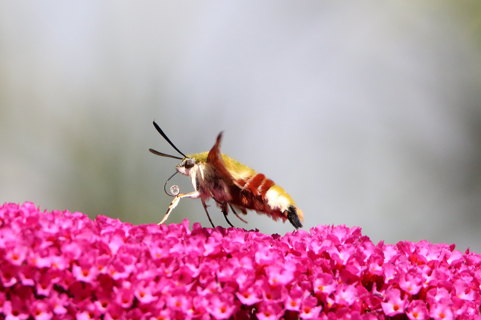 Kaum blüht der Sommerflieder 