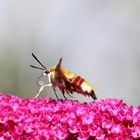 Kaum blüht der Sommerflieder 