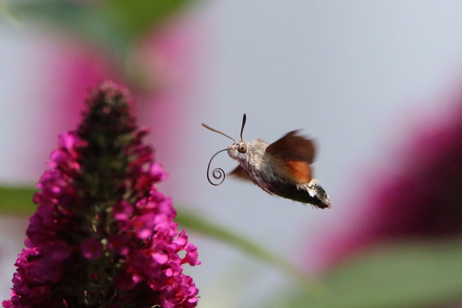 Kaum blüht der Sommerflieder