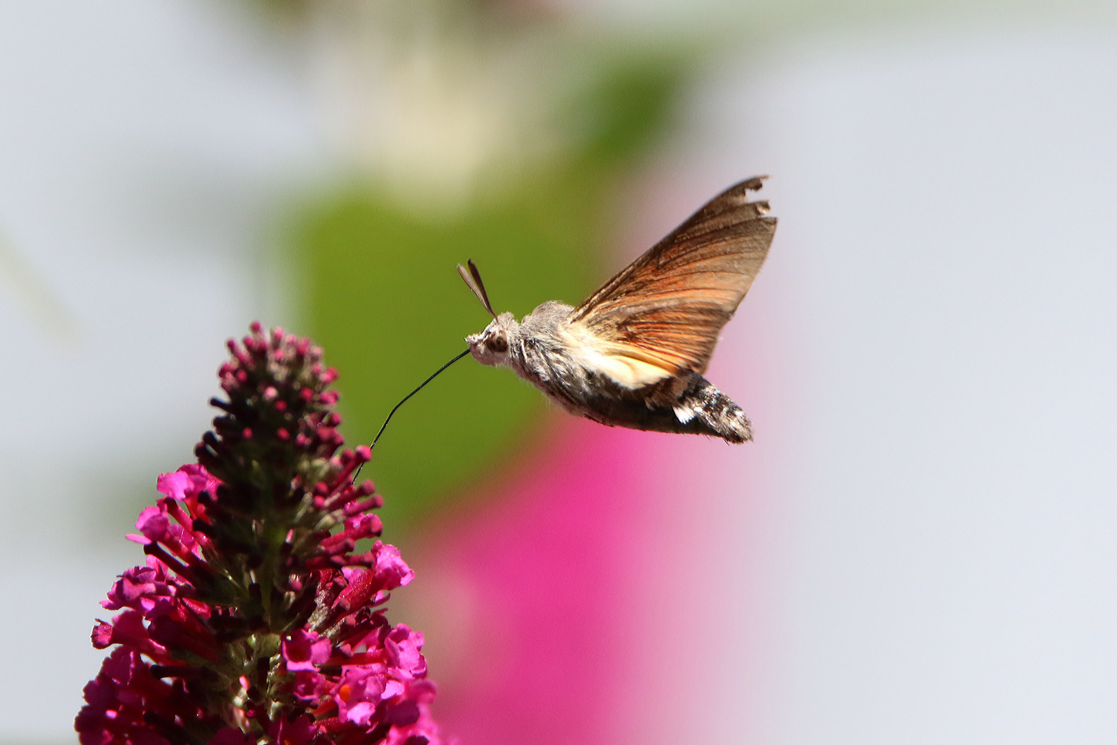 Kaum blüht der Sommerflieder