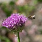 Kaum blüht der Zierlauch auf, fliegen die Bienen drauf