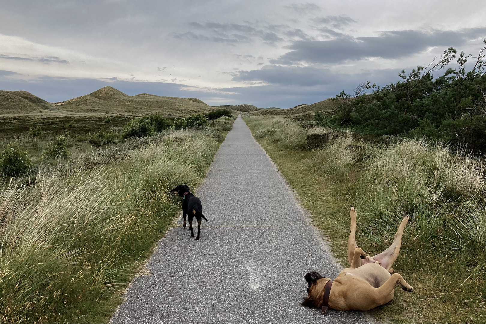 Kaum erklärbare Situation auf dem Weg durch die Dünen.